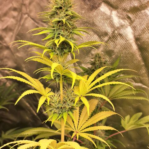 Projeto #1 growlog timeline photo