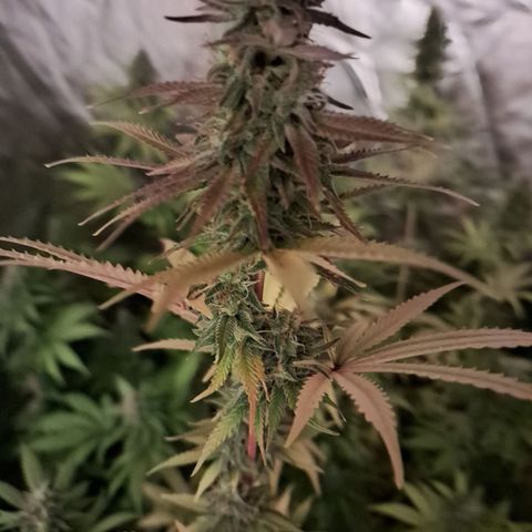 Projeto #1 growlog timeline photo