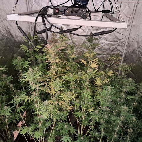 Projeto #1 growlog timeline photo