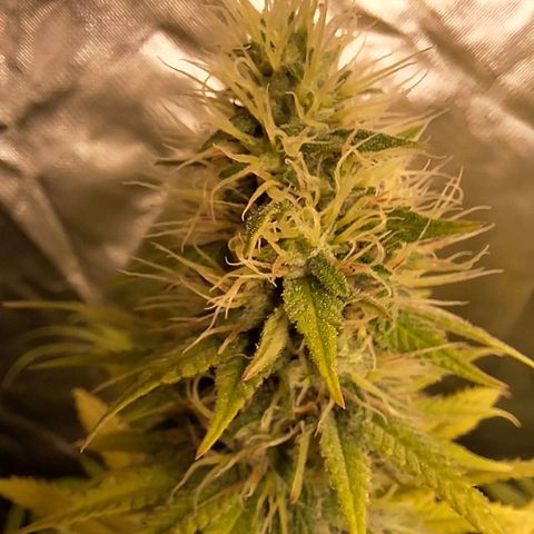 Projeto #1 growlog timeline photo