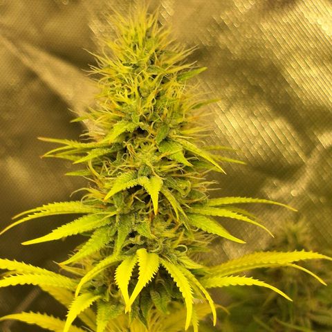 Projeto #1 growlog timeline photo