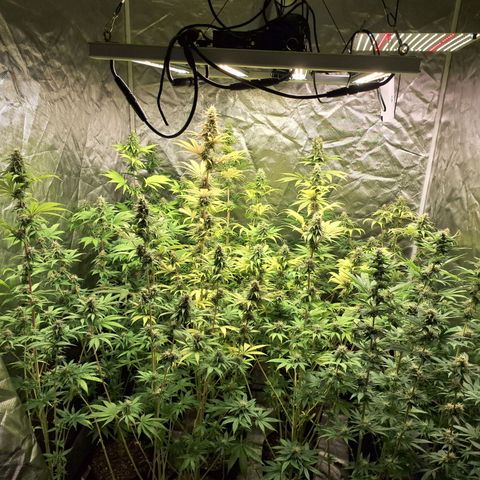 Projeto #1 growlog timeline photo