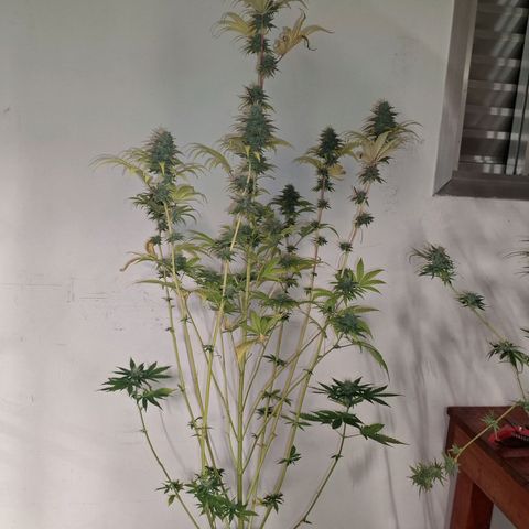 Projeto #1 growlog timeline photo