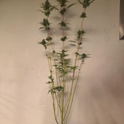 Projeto #1 growlog timeline photo