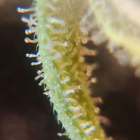 Projeto #1 growlog timeline photo
