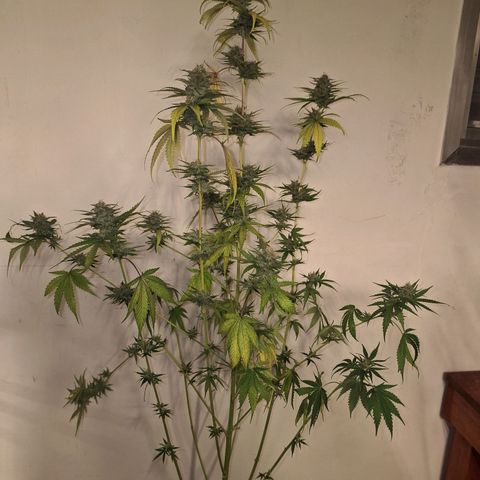 Projeto #1 growlog timeline photo