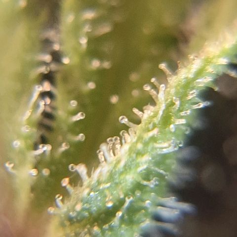 Projeto #1 growlog timeline photo