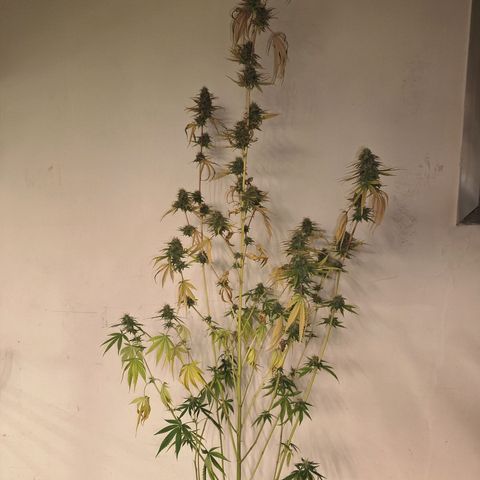 Projeto #1 growlog timeline photo