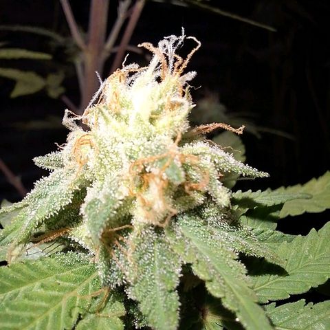 Projeto #1 growlog timeline photo