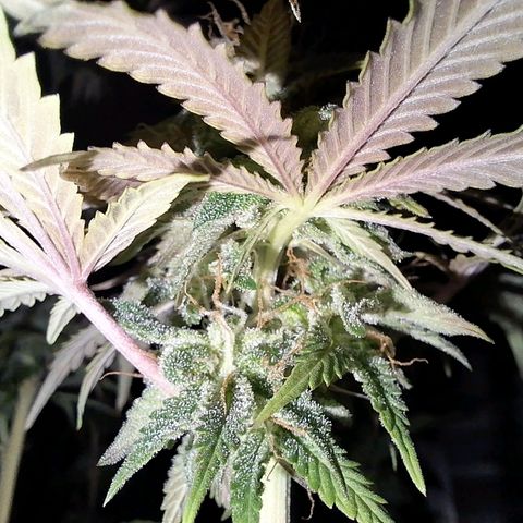 Projeto #1 growlog timeline photo