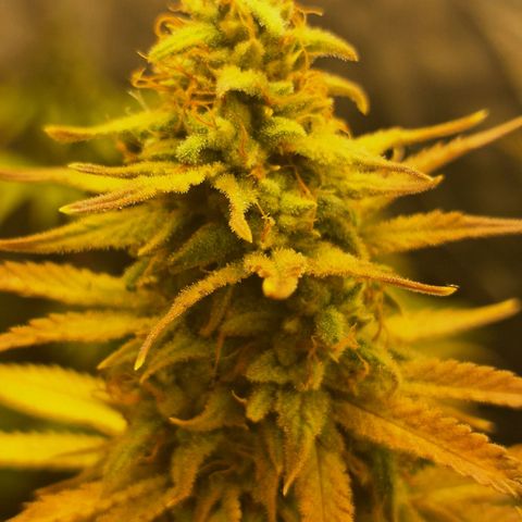 Projeto #1 growlog timeline photo