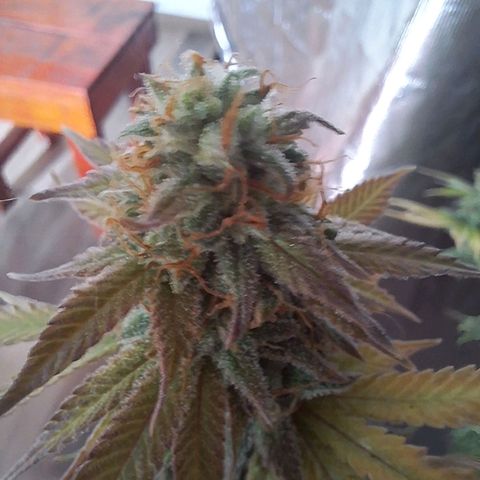 Projeto #1 growlog timeline photo