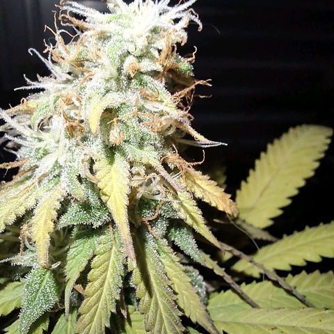 Projeto #1 growlog timeline photo