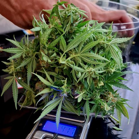 Projeto #1 growlog timeline photo