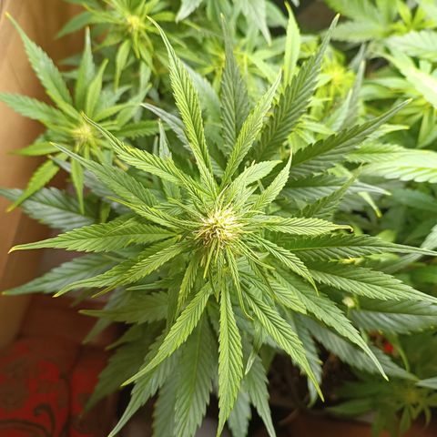 Blueberry Skittllez growlog timeline photo