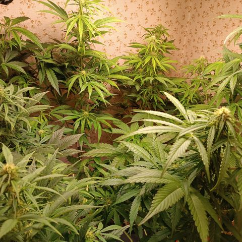 Blueberry Skittllez growlog timeline photo