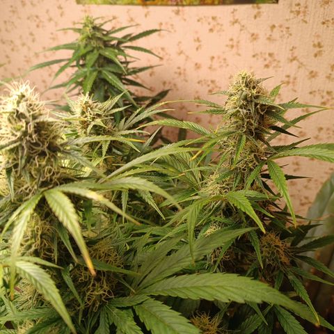 Caramellow Kush Ziii growlog timeline photo