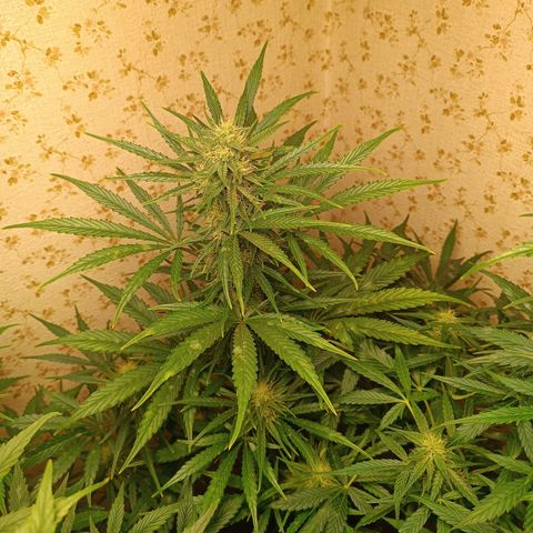 Blueberry Skittllez growlog timeline photo