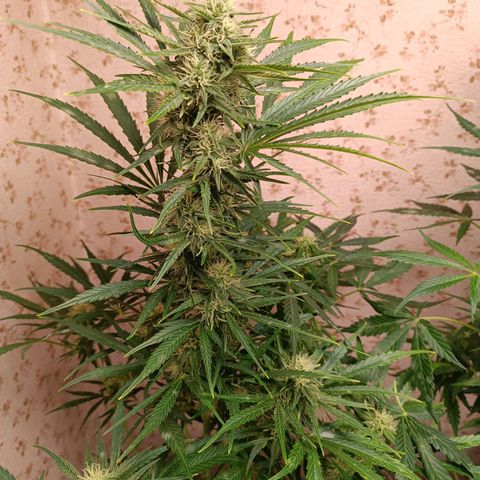 Blueberry Skittllez growlog timeline photo
