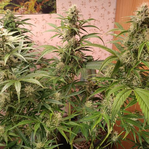 Caramellow Kush Ziii growlog timeline photo