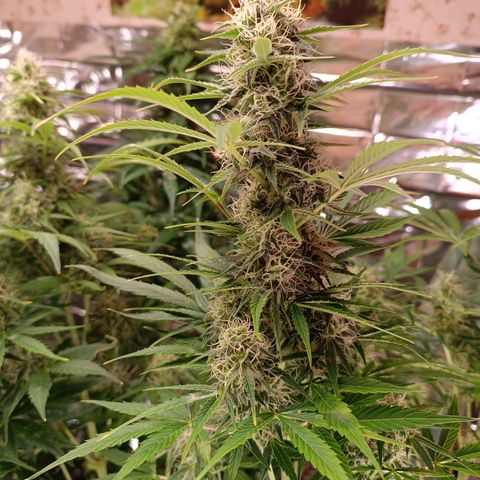 Caramellow Kush Ziii growlog photo: Endspurt 