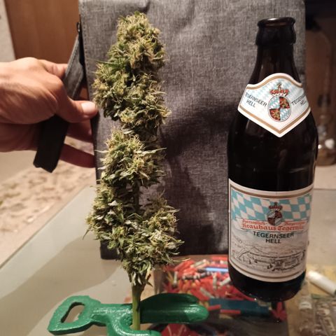 Blueberry Skittllez growlog photo: Ernte