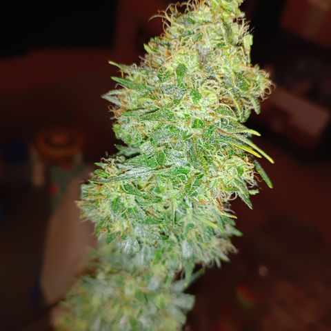 Blueberry Skittllez growlog photo: Ernte