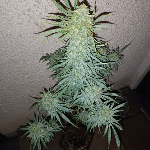 Blueberry Skittllez growlog photo: Ernte