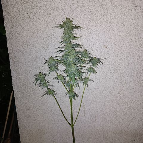 Blueberry Skittllez growlog photo: Ernte