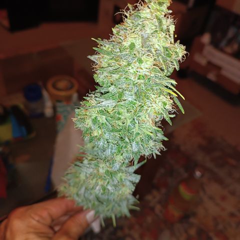Blueberry Skittllez growlog photo: Ernte