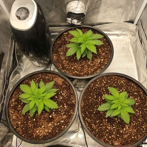 Gran Daddy Purp #1 growlog timeline photo