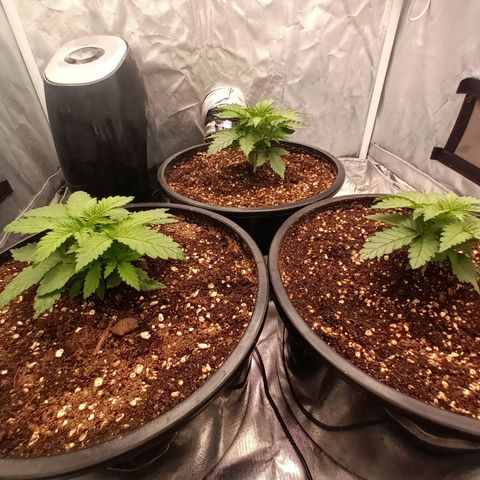 Gran Daddy Purp #1 growlog timeline photo