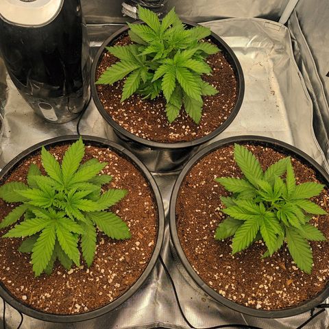 Gran Daddy Purp #1 growlog timeline photo