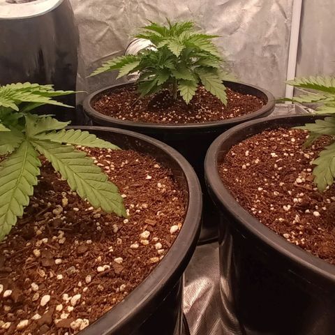 Gran Daddy Purp #1 growlog timeline photo