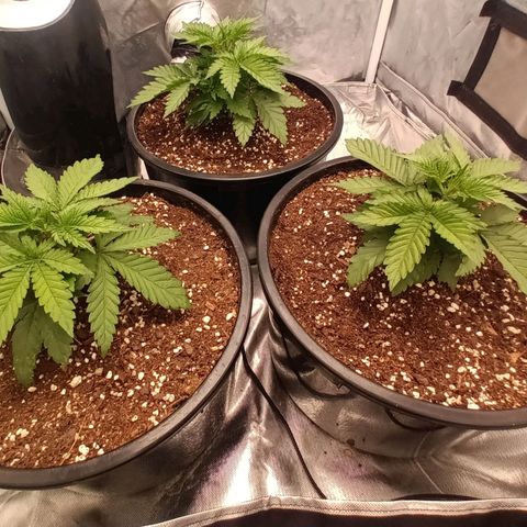 Gran Daddy Purp #1 growlog timeline photo