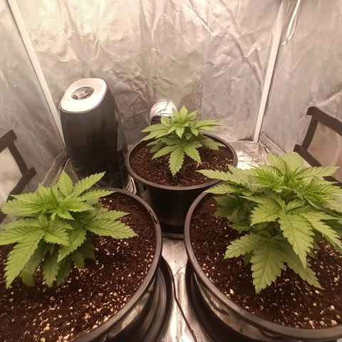 Gran Daddy Purp #1 growlog timeline photo