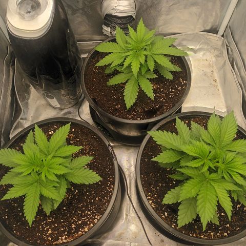 Gran Daddy Purp #1 growlog timeline photo