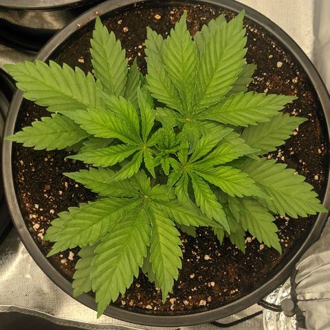 Gran Daddy Purp #1 growlog timeline photo