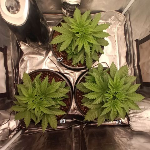 Gran Daddy Purp #1 growlog timeline photo