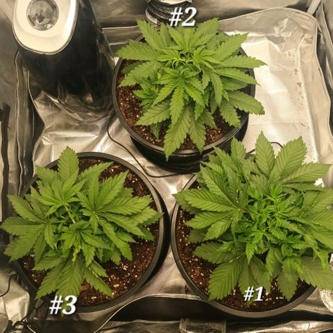 Gran Daddy Purp #1 growlog photo: #1 Topped at 5th node
#2 Topped at 6th node
#3 Topped at 6th node