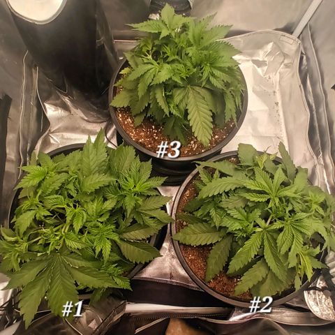 Gran Daddy Purp #1 growlog timeline photo