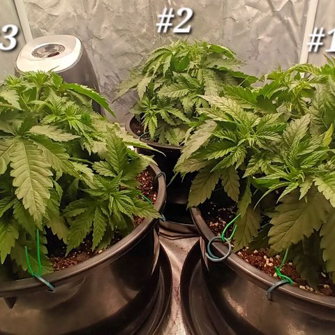 Gran Daddy Purp #1 growlog photo: After LST