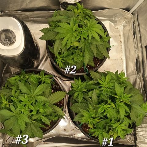 Gran Daddy Purp #1 growlog photo: After LST