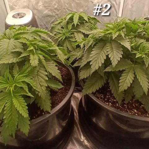 Gran Daddy Purp #1 growlog photo: Before LST