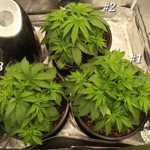 Gran Daddy Purp #1 growlog photo: Before LST