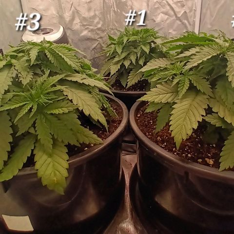 Gran Daddy Purp #1 growlog timeline photo