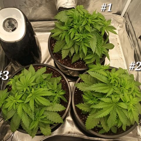 Gran Daddy Purp #1 growlog timeline photo