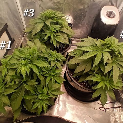Gran Daddy Purp #1 growlog timeline photo
