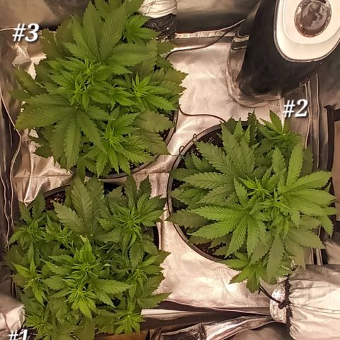 Gran Daddy Purp #1 growlog timeline photo