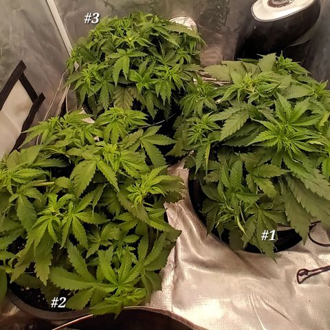 Gran Daddy Purp #1 growlog timeline photo